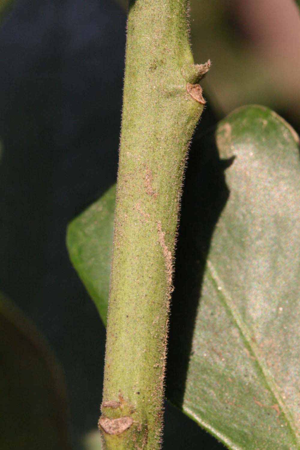              First year twig (Riverside, CA)       